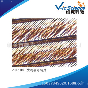 Turkey feather slides, bird and plant slides, biology teaching equipment, <b>microscope</b> slides - Product Image 3