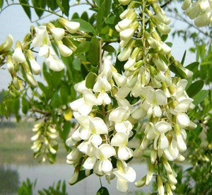 B.c. I menyediakan ekstrak <span class=keywords><strong>Sophora</strong></span> <span class=keywords><strong>Japonica</strong></span> alami 95% bubuk Troxerutin 7085-55-4 Trihydroxyethylrutin - Product Image 2