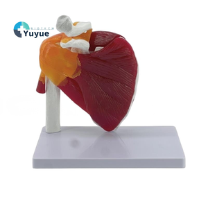 Modelo Funcional de Articulación del Hombro Derecho <span class=keywords><strong>Humano</strong></span> a Tamaño Real, Muestra los Músculos del Manguito Rotador, Ligamentos <span class=keywords><strong>y</strong></span> Tendones para la Educación Médica - Product Image 1