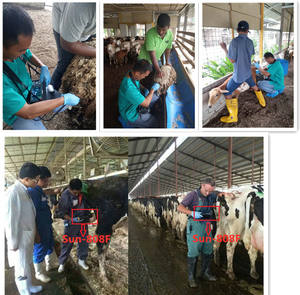 Ecógrafo Veterinario Portátil para Diagnóstico de Animales de Granja SUN-808F, Rendimiento Estable, Anti-Interferencia - Product Image 2