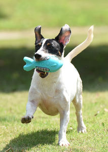 Jouets pour animaux <span class=keywords><strong>de</strong></span> compagnie en forme <span class=keywords><strong>de</strong></span> <span class=keywords><strong>requin</strong></span>, design unique, haute qualité, vente en gros, jouets à mâcher pour chiens, nettoyage des <span class=keywords><strong>dents</strong></span>, accessoires pour animaux <span class=keywords><strong>de</strong></span> compagnie - Product Image 5