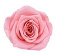 S coeur de pêche simple + rose pêche