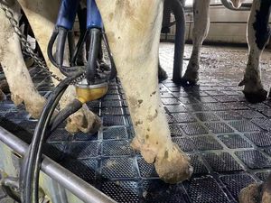 <span class=keywords><strong>Matelas</strong></span> en caoutchouc haute densité <span class=keywords><strong>pour</strong></span> vaches / Tapis <span class=keywords><strong>de</strong></span> laitier <span class=keywords><strong>pour</strong></span> le confort et la longévité, tapis <span class=keywords><strong>de</strong></span> stalles libre - Product Image 2