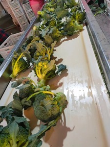 <span class=keywords><strong>Broccoli</strong></span> freschi di alta qualità <span class=keywords><strong>broccoli</strong></span> freschi di fabbrica a basso prezzo - Product Image 5