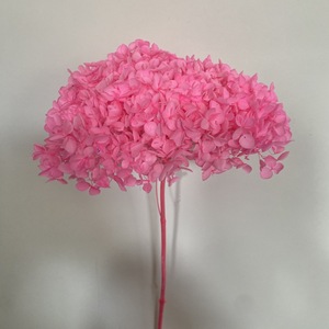 Vente en gros directe – <span class=keywords><strong>Fleurs</strong></span> d'<span class=keywords><strong>hortensia</strong></span> Anna naturelles préservées, <span class=keywords><strong>fleurs</strong></span> <span class=keywords><strong>séchées</strong></span> pour la décoration de la maison et de mariage, blanc, beige, <span class=keywords><strong>Hortensia</strong></span> - Product Image 5