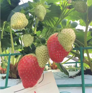 <span class=keywords><strong>Engrais</strong></span> spécial pour la culture de fraises sans sol - Product Image 6