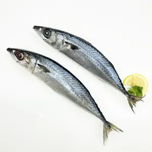 Good Quality Light Catch Fresh IQF Frozen Pacific Mackerel with Size 6-8 pcs per kg