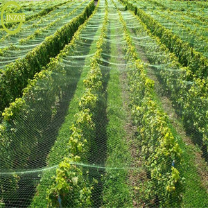 <span class=keywords><strong>Filet</strong></span> anti-oiseaux gris pour l'agriculture à longue durée <span class=keywords><strong>de</strong></span> vie - Product Image 6