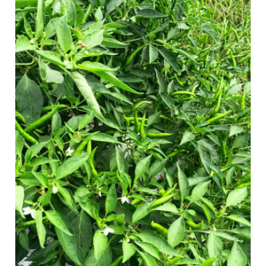 Embalaje personalizado Durable Verduras frescas Chile Especias individuales y hierbas Agrícola Vietnamita Alimentos crudos Fabricante de bebidas - Product Image 2