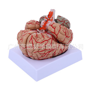 Anatomía médica del cerebro humano, áreas funcionales del cerebro, corteza, diagramas de la estructura motorasomática, modelo didáctico, desmontaje. - Product Image 2