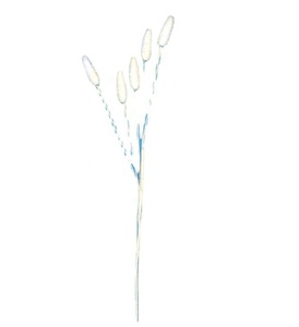 Fourniture d'usine Prix attractif Queue de Lapin Herbe Bundle Artificielle Diverses Couleurs <span class=keywords><strong>Lagurus</strong></span> Ovatus Queue de Lapin Herbe - Product Image 6