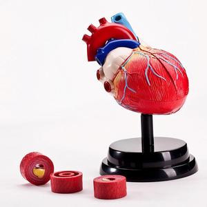 Modelo Anatómico Desmontable del Corazón Humano, Kit Educativo de Ciencias con Piezas de Vasos Sanguíneos, Material Didáctico para <span class=keywords><strong>el</strong></span> Aprendizaje de Biología - Product Image 4