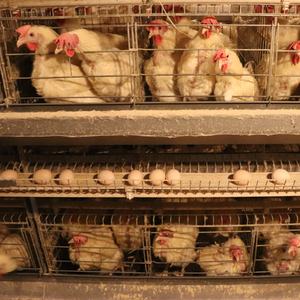 4ชั้นชั้นชั้นชั้นทำความสะอาดมูลไก่อัตโนมัติเต็มรูปแบบกรงแบตเตอรี่สำหรับเลี้ยงสัตว์ปีกที่ทันสมัย - Product Image 4