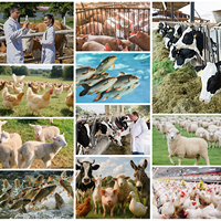 Prémélange soluble pour poules pondeuses : améliore la ponte, augmente la production d'œufs, enrichi en vitamines et probiotiques