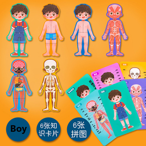 2021 nuovo capretto boby cognizione giocattolo set struttura del corpo umano montessori puzzle <span class=keywords><strong>di</strong></span> legno <span class=keywords><strong>per</strong></span> <span class=keywords><strong>bambini</strong></span> biologico <span class=keywords><strong>per</strong></span> <span class=keywords><strong>3</strong></span> <span class=keywords><strong>Anni</strong></span> old boys ragazze - Product Image 2