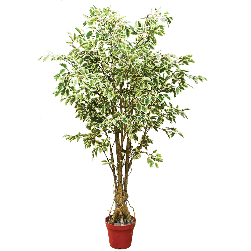 Ficus artificial de fábrica, planta artificial de plástico para uso ao ar livre, árvores artificiais por atacado, árvore bonsai de microcarpas