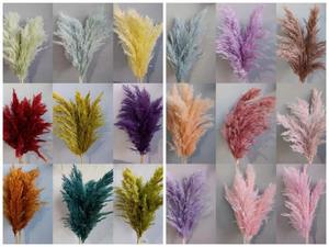 Pampas séchées 110-130 cm, nouvelles arrivées, fleurs décoratives naturelles, fleurs séchées moelleuses, grande herbe de la pampa - Product Image 5