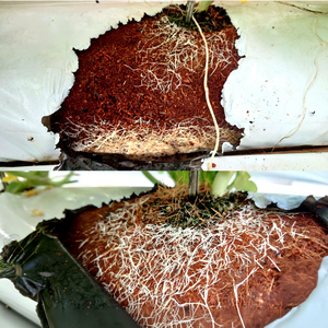 Bloque de Fibra de Coco Biodegradable, Discos de Fibra de Coco Comprimida, Sustrato Orgánico para Cultivo en Macetas, Jardinería y Crecimiento de Plantas - Product Image 6