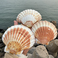 Coquille de pétoncle blanche naturelle polie, écologique, de 3,5 à 5 pouces, pour artisanat DIY, mariages sur la plage, peinture, fêtes sur le thème de l'océan, décoration intérieure