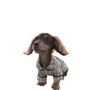 เสื้อผ้าสุนัขดัชชุนด์ชุดนอนขาสั้นตัวยาวแบบลำลองทำจากโพลีเอสเตอร์สำหรับแมวอุปกรณ์เสริมที่น่าดึงดูดสำหรับสัตว์เลี้ยง - Product Image 5