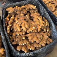 Gingembre frais de grande taille 300g+ de haute qualité du Yunnan, provenant directement de l'usine chinoise, approvisionnement stable en gros