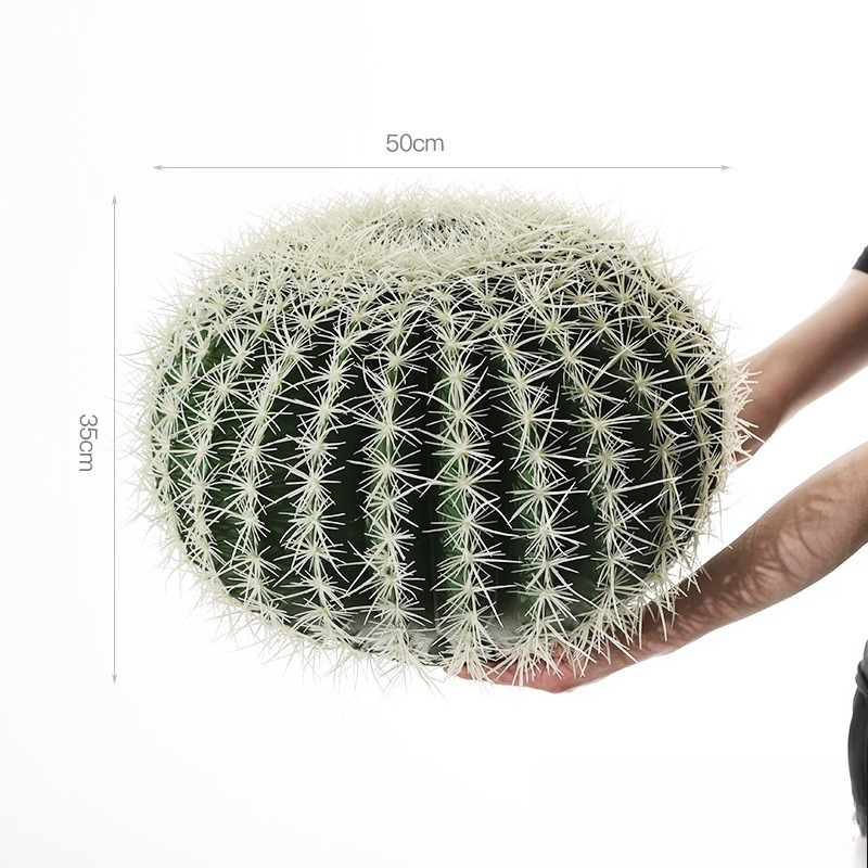 white thorn cactus 50cm