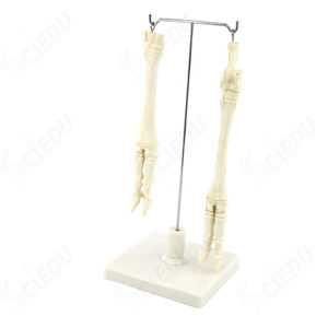 <span class=keywords><strong>Esqueleto</strong></span> <span class=keywords><strong>de</strong></span> plástico para <span class=keywords><strong>pierna</strong></span> <span class=keywords><strong>de</strong></span> oveja, anómico juguete <span class=keywords><strong>de</strong></span> <span class=keywords><strong>esqueleto</strong></span>, hueso, Animal - Product Image 1