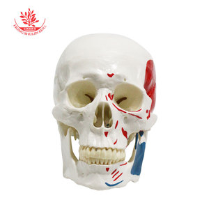 Modèle de crâne humain FRT022, taille adulte 1:1, enseignement artistique médical, moitié du crâne avec origines et insertions musculaires. - Product Image 1
