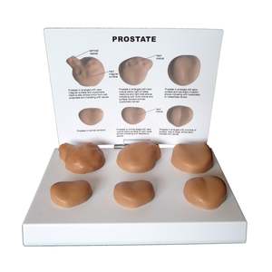 KyrenMed laki-laki gelap prostat ujian mandiri Model anatomi medis urologi prostat untuk studi kanker prostat - Product Image 1