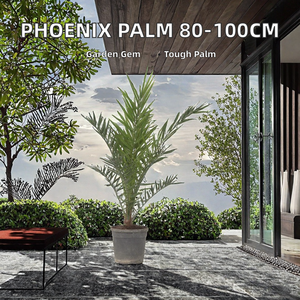 Palma <span class=keywords><strong>da</strong></span> Giardino in Vaso - Phoenix Canariensis - Resistente - Palma della Giara delle Isole Canarie - Per <span class=keywords><strong>Esterni</strong></span> - Altezza 80-100cm - Vaso 19cm - Product Image 2