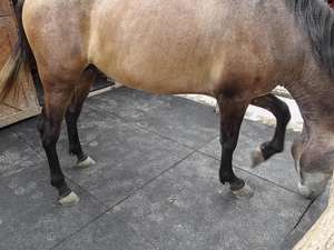 Tapis cheval en caoutchouc, tapis tapis tapis <span class=keywords><strong>de</strong></span> sol en carrelage - Product Image 4