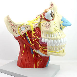 頭の神経モデル - Product Image 1