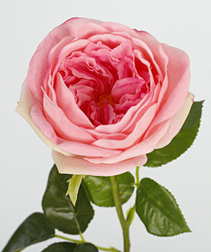 ชมพูเข้ม