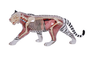 Recurso Didáctico de Ciencias Médicas, Modelo de Anatomía de Tigre 4D, Modelo de <span class=keywords><strong>Esqueleto</strong></span> Muscular <span class=keywords><strong>y</strong></span> Estructura de Órganos para Exhibición en Clases, CE/ISO - Product Image 2