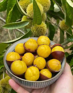 Péptido de Castaña, Péptido Derivado de Castaña, Péptido de Proteína de Castaña, Oligopéptido de Castaña, Péptido de <span class=keywords><strong>Castanea</strong></span> <span class=keywords><strong>Mollissima</strong></span> - Product Image 3