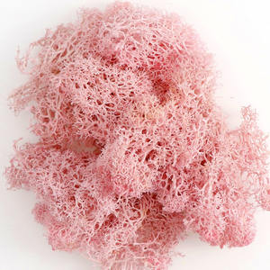 <span class=keywords><strong>Sueño</strong></span> suave Venta caliente real natural suave seca flor conservada musgo Reno musgo para la decoración del hogar - Product Image 5