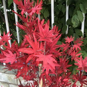 Arbre d'érable <span class=keywords><strong>artificiel</strong></span> avec des feuilles d'érable réalistes, plantes d'érable artificielles en plastique pour la décoration <span class=keywords><strong>de</strong></span> la maison, du bureau, <span class=keywords><strong>de</strong></span> la salle - Product Image 2