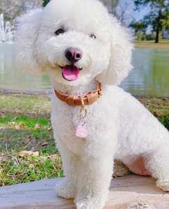 Handmade Genuine Leather <b>Dog</b> <b>Collar</b> Stylish Small and Big <b>Dogs</b>| Premium Soft High Quality Design Gifts for Pets - Brown| <b>Pink</b> - Product Image 2