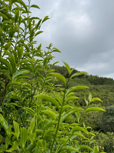 Ao <span class=keywords><strong>Fu</strong></span> Hou Oolong té cremoso y Floral Dahongpao adelgazante Phoenix montaña caja de té suelta embalaje - Product Image 5