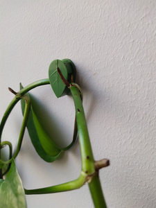 Meilleures ventes : Clips de <span class=keywords><strong>fixation</strong></span> <span class=keywords><strong>murale</strong></span> auto-adhésifs pour plantes grimpantes de jardin, support invisible pour la traction des lianes, pour le soutien des plantes domestiques - Product Image 3