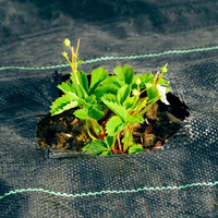 Ecologisch verantwoorde PP geweven onkruidmat, onkruidbestrijding, landschapsdoek, grondbedekking voor landbouw, tuin, boerderij, groenten- en fruitteelt