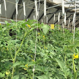 Crochets de support de tomate en métal Clips <span class=keywords><strong>d</strong></span>'escalade Accessoires de serre pour la culture de tomates Concombres <span class=keywords><strong>Rouleau</strong></span> Cultiver la ficelle de serre - Product Image 4