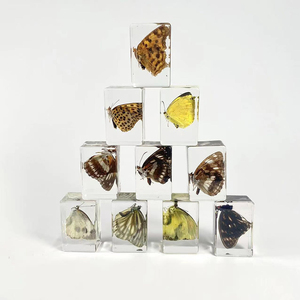 Beau vrai <span class=keywords><strong>papillon</strong></span> <span class=keywords><strong>taxidermie</strong></span> spécimen résine motif Animal cadre Collection Unique biologique Photo affichage <span class=keywords><strong>taxidermie</strong></span> - Product Image 2