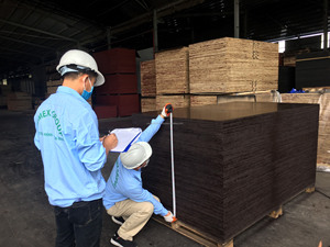 Contreplaqué à Film plastique pour la Construction, noyau de bois dur fabriqué au Vietnam - Product Image 5