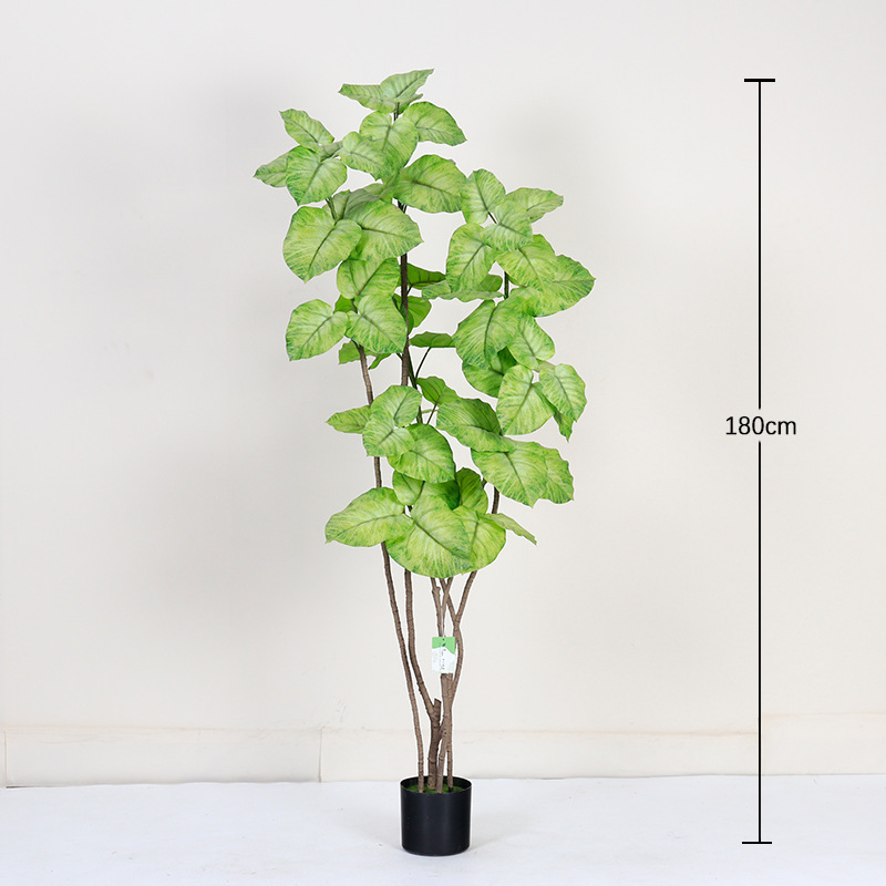 Ficus à feuilles de coeur, blanc et vert, 180cm
