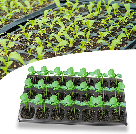 Plastic Oem Vegetable Plug Plant Biodegradable Polystyrene Seed Tray for Planting