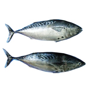 <span class=keywords><strong>Tonno</strong></span> Bonito Congelato per Esche - Product Image 1