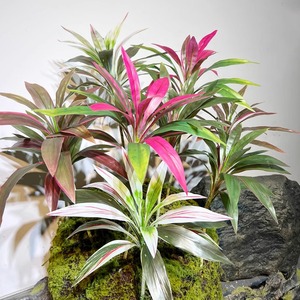 Fogliame Artificiale Brasiliano Variegato <span class=keywords><strong>Rosa</strong></span>, Pianta in Plastica per Decorazione Casa, Caffè, Matrimoni, Vasi e Pareti, Vendita all'Ingrosso - Product Image 3
