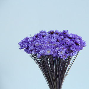 20 pièces de fleurs naturelles éternelles colorées, boules dorées de Craspedia, bouquet pour décoration de mariage - Product Image 6