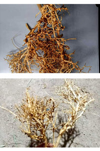 Décoration pour aquarium : Bois flotté brésilien en forme de branche thaïlandaise, texture claire, pour aquarium de forêt tropicale, usage intérieur, fabricant - Product Image 3
